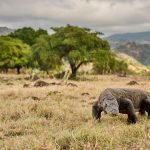 Komodo dragon in the dry grassland of Komodo Island, Indonesia